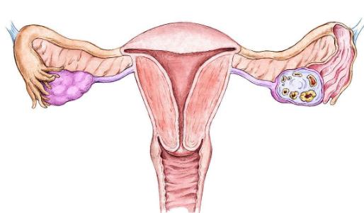 女性卵巢,女性保护