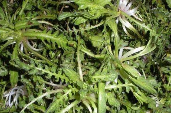 野生芥菜的功效与作用 野生芥菜的食用方法