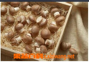 中国养生网蕈子