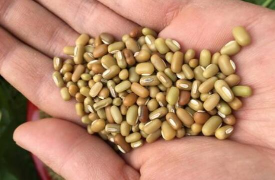 巴山豆的功效与作用 巴山豆的药用价值