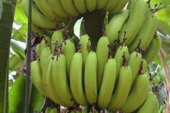 香蕉树芯怎么吃 香蕉树芯的作用