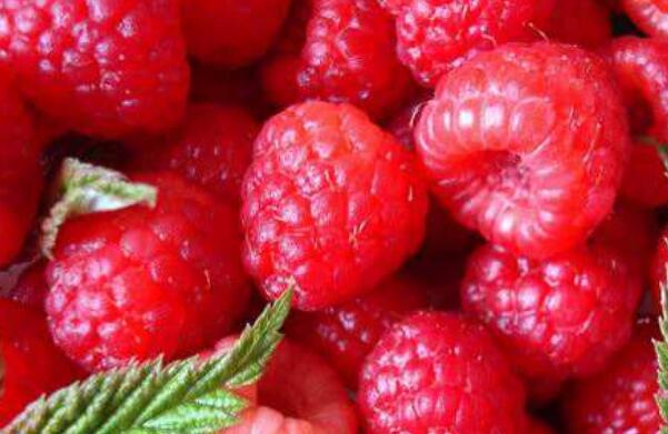 树莓和覆盆子的区别 树莓怎么吃