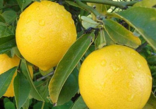 香柠檬和柠檬的区别 柠檬的功效与作用