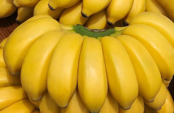 木香蕉的功效与作用及药用价值