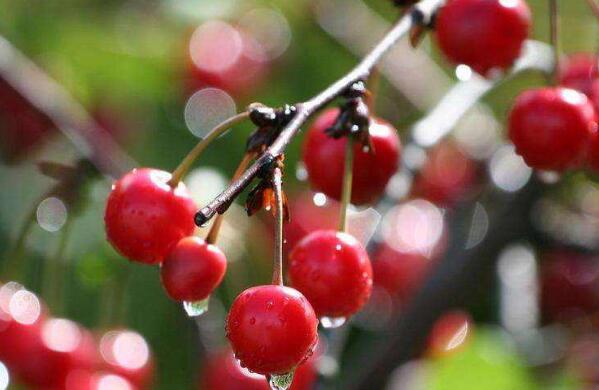 川西樱桃的功效与作用 吃川西樱桃的好处