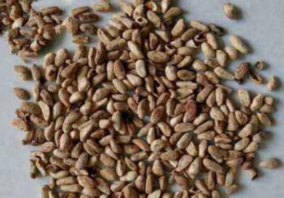 石榴籽如何种植 石榴籽的种植方法