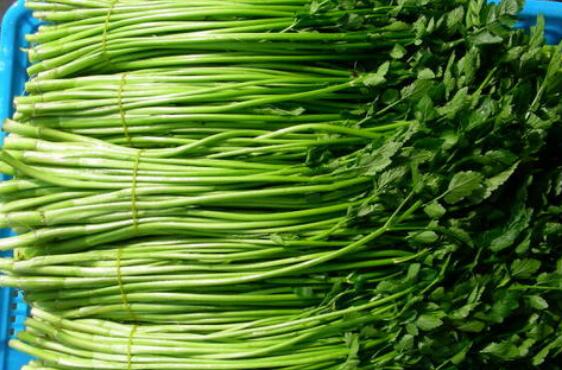 毒莴笋和野芹菜的差别 野芹菜的作用与功效