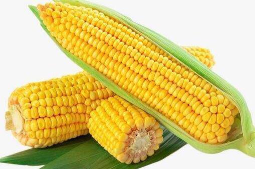 吃玉米的益处和弊端 玉米的功效和功效