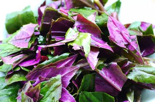 紫木耳菜的作用与功效