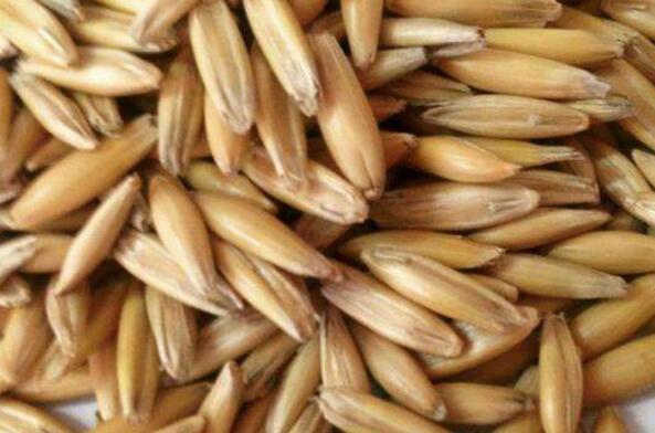 皮燕麦的功效与作用 吃皮燕麦片的益处有什么