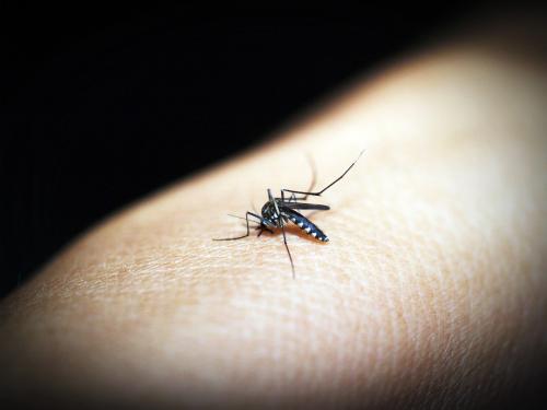 蚊子成人类顶级掠食者！竟有人建议人类为蚊子献血？