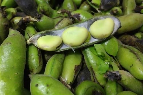 蚕豆的营养价值有哪些？吃蚕豆的好处与注意事项是什么