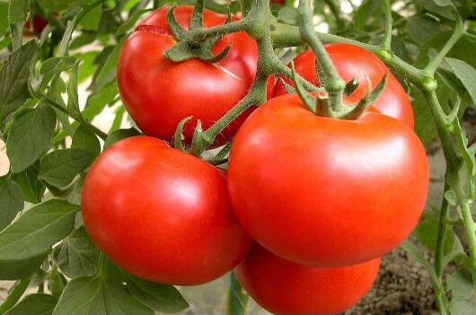 吃西红柿有什么益处和弊端 吃西红柿的忌讳