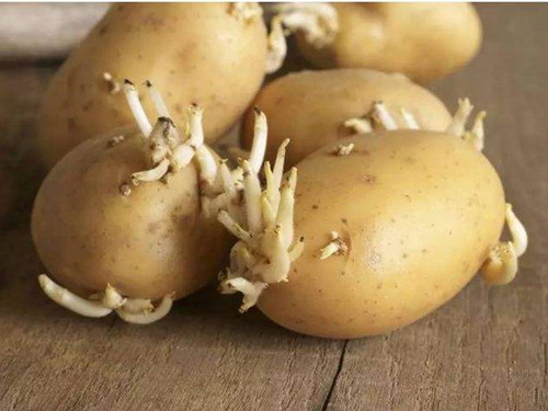土豆发芽了还能吃吗 土豆发芽的伤害