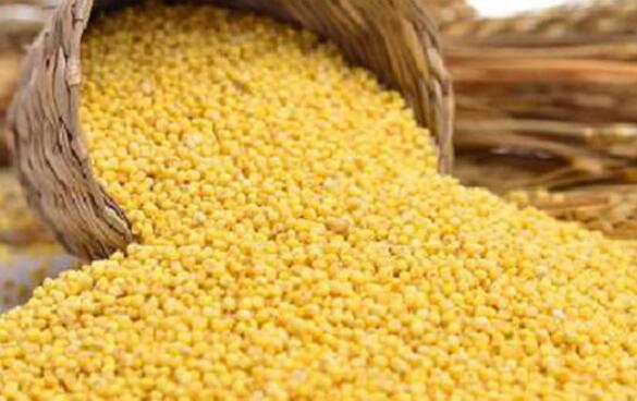 大黄米的作用与功效 吃大黄米的益处