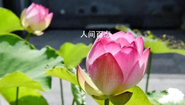 杭州千年古莲再次开花 下周在杭公开亮相 上杭古田荷花几月份