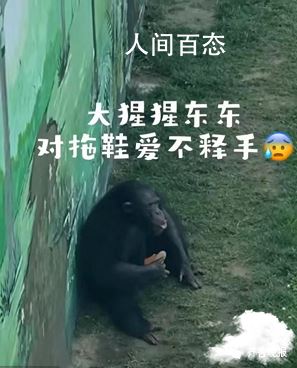 大猩猩一把甩回游客掉落拖鞋 引来现场游客一阵欢呼 游客乱丢东西遭黑猩猩反击