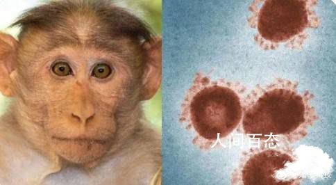 猴痘病毒出现首例人传狗 猴子是什么病毒感染 猴痘病毒通过什么传播