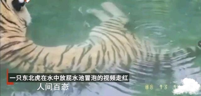 东北虎在泳池偷偷放屁引游客围观 视频引发大量关注 东北虎游泳的视频