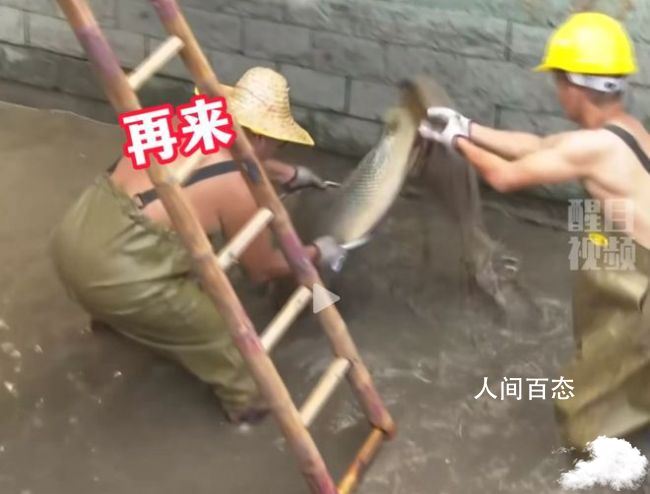 佛山一公园湖中打捞出2条鳄雀鳝 到底是怎么回事 珠江鳄雀鳝