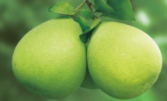 文旦柚和柚子的区别 吃柚子的好处
