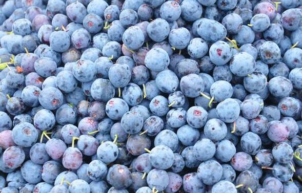 野生蓝莓和蓝莓的区别 