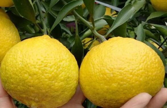橘柚的功效与作用 橘柚的营养价值