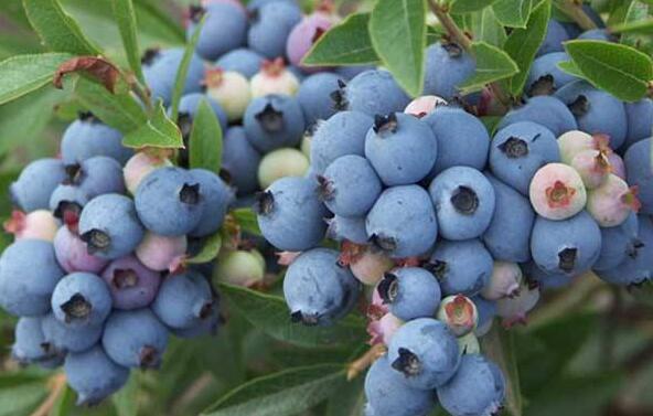 野生蓝莓的功效与作用 