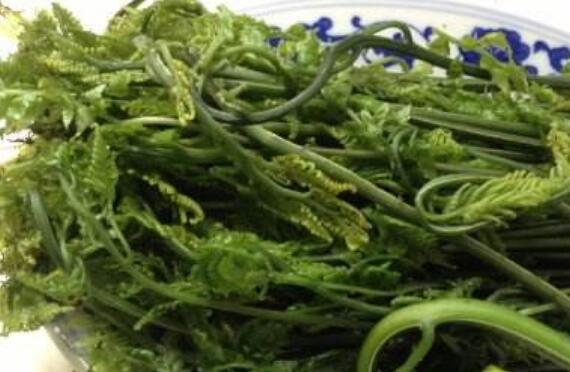 水蕨菜的营养成分 水蕨菜的伤害