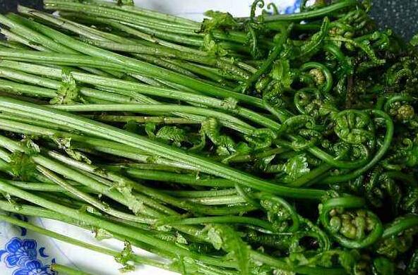 水蕨菜的营养成分 水蕨菜的伤害