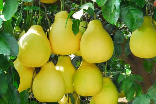 柚子有什么功效和作用 柚子的药用价值