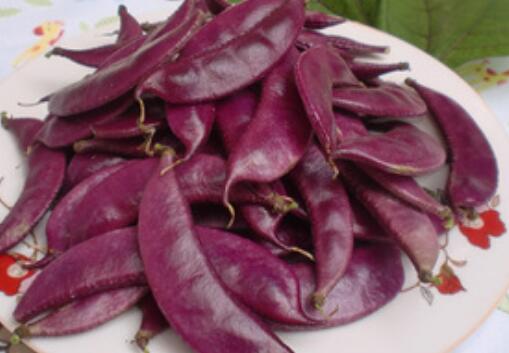 紫扁豆与薏米仁的差别