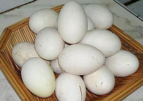 鸡蛋不可以和什么一起吃 吃鸡蛋的忌讳有什么