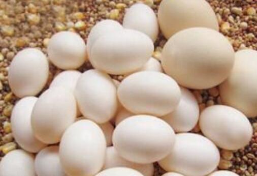 鸽蛋如何吃最营养成分 鸽蛋的恰当吃法