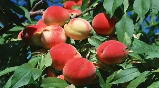 桃子的功效与作用禁忌 桃子的营养价值(哪些人不能吃桃子？)