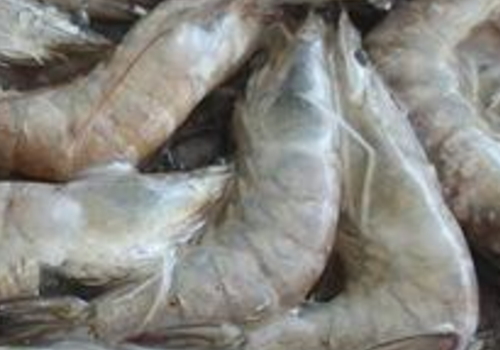 青虾是海龙虾或是小河虾 怎么去虾线