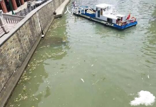 放生成杀生 上海苏州河频现死鱼 上海苏州河可以放生吗